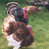 فروش 3عدد بوقلمون نر و 2 عدد ماده و چند تا هم خروس