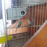 مرغ عشق رنگ خاص