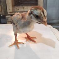 جوجه لاری 20 روزه