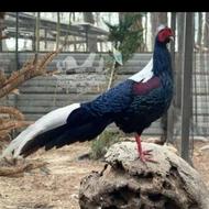 خروس بسیار زیبا