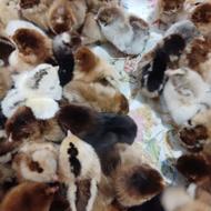 فروش جوجه غاز