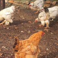 دوعدد مرغ و سه عدد خروس برهما اصل