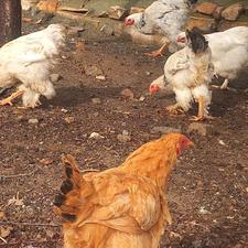 دوعدد مرغ و سه عدد خروس برهما اصل