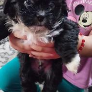 واگذار توله سگ شیتزو میکس