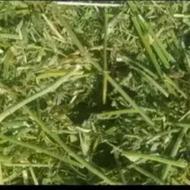 یونجه درجه یک