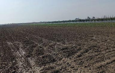 فروش زمین کشاورزی 5000 متر در پایین دسته رکن کلا