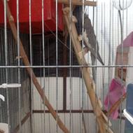 4 عدد عروس هلندی بالغ دو عدد جوجه دو ماهه د