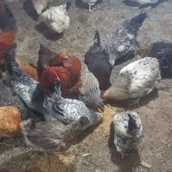 بیست وپنج عدد مرغ جوان تخم گذار
