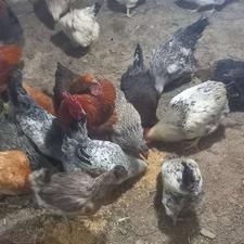 بیست وپنج عدد مرغ جوان تخم گذار