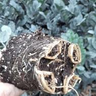 فروش ویژه زامفولیا بلک گلدان 12 و 14 تیراژ بالا