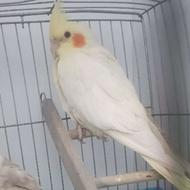 عروس هلندی لوتینو نر