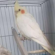 عروس هلندی لوتینو نر