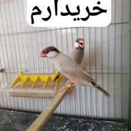 خریدار فنچ نرگسی و کینگ زبرا