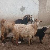 بز بابزغاله نر وکل وته گوسفند