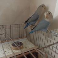 طوطی برزیلی