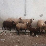 پنج راس گوسفند 4تابابره یه آبستن