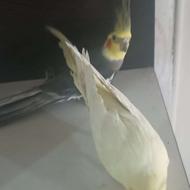 عروس هلندی یک جفت قفس