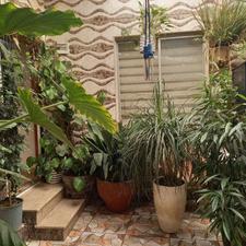 گل با گلدون بزرگ