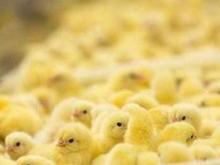 اردک ورامینی اصل در شیپور