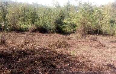 فروش ومعاوضه زمین باغی با قابلیت تبدیل به گردشگری در لاهیجان