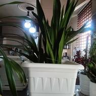 دو گلدان سانسوریای سبز شمشیری ویک گلدان باخاگ و وزیرگدانی