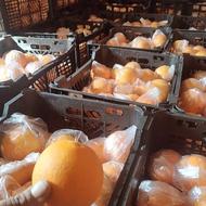 پرتقال تامسون درجه 1انباری