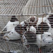 معاوضه فوری بامرغ خروس محلی