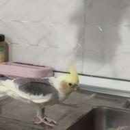 یک جفت عروس هلندی زیر قیمت