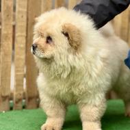 توله چاوچاو