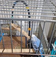 مرغ عشق مولد