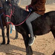 اسب 16 ماهه نریان