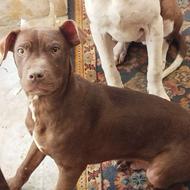 دوتا توله پیتبول 4ماه واکسن خورده به همراه مادر