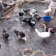 فروش تخم اردک نطفه دار