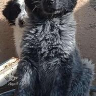 واگذاری توله سگ قدرجونی