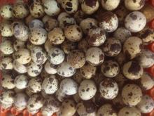 تخم بلدرچین خوراکی در شیپور