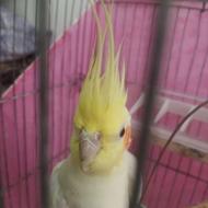 عروس هلندی نر بالغ لوتینو