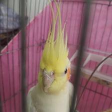 عروس هلندی نر بالغ لوتینو