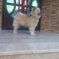 چاوچاونر2ساله وارداتی