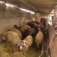 بره فروشی 17عدد