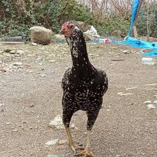 مرغ لاری نصل عالی ...