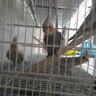 فروش عروس هلندی تقویت شده آماده جفت یکساله جفت نخورده