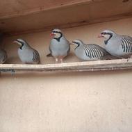 کبک های عالی و درجه یک