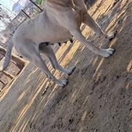 سگ‌ماده سرابی