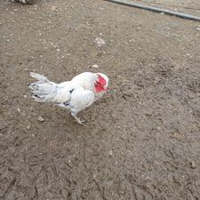 3تا خروس سیبرایت