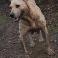 سگ ماده سرابی