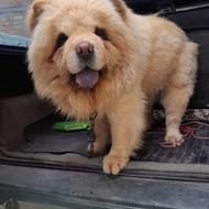 چاو چاو ماده واگذار