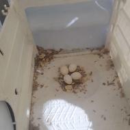 عروس هلندی جفت جوان با قفس بزرگ و لوازم