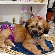 واگذاری شیدزو ترییر دوماهو نیمه