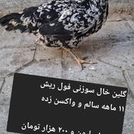 مرغ لری، گلین و خروس مرندی ( قیمت متفاوت )