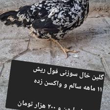 مرغ لری، گلین و خروس مرندی ( قیمت متفاوت )